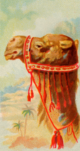 单峰骆驼形象