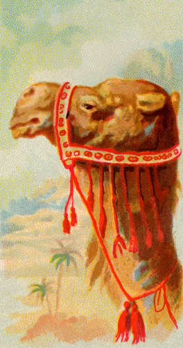 Dromedary görüntü