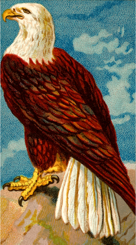 Eagle standing image