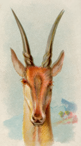 大角斑羚图像