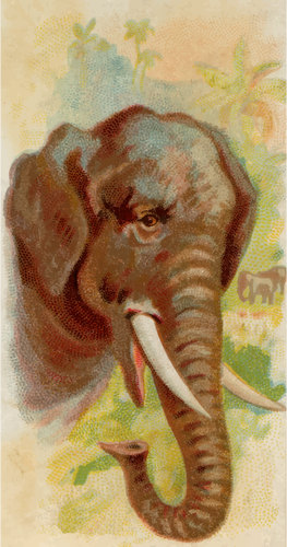 Ilustración del elefante