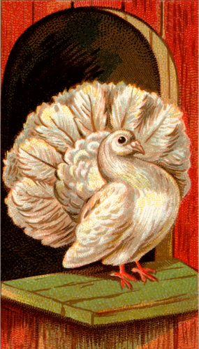 Fantail porumbei