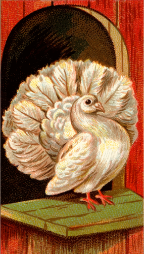 Pombo de cauda