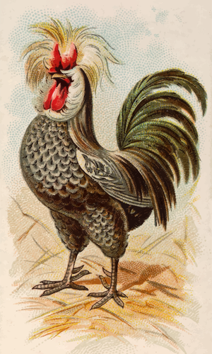 Houdan rooster