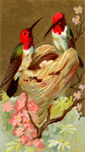 Kolibříky