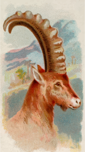 Ibex image