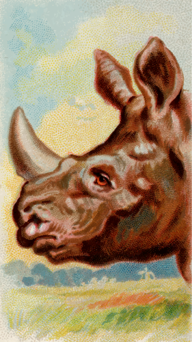 Indian rhinoceros image