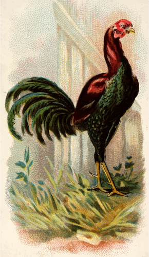 נורווגית-תרנגול