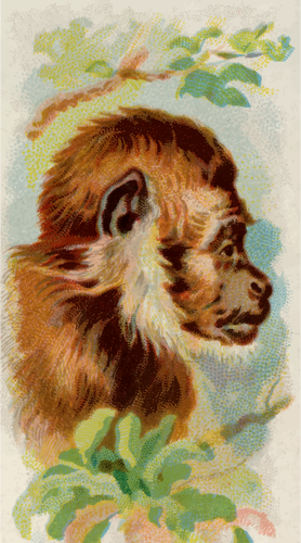 Opičí profil