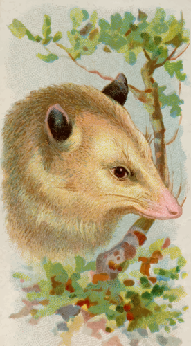 Image de l’opossum