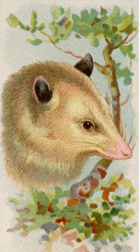 Opossum image