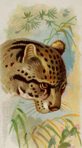 Boyalı leopar