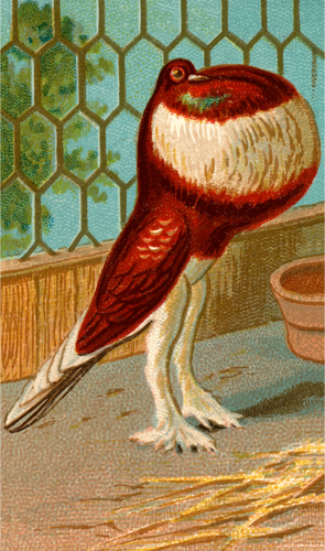 Pouter कबूतर