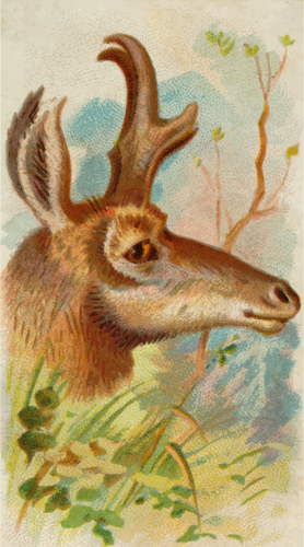 Spiss-horn antilope