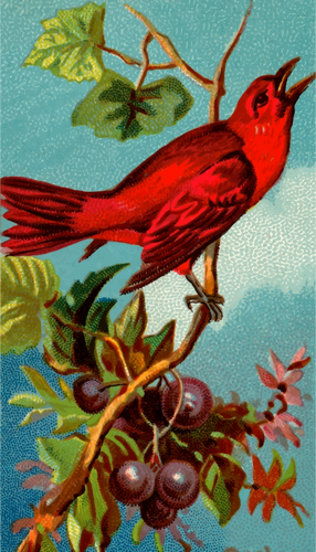 Pasăre de culoare roşie