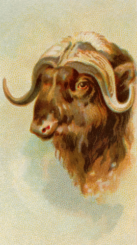 Musk ox obrazu