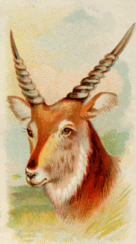 Antilope du Sénégal