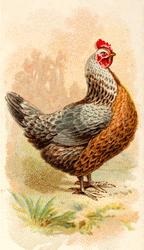 Silver Grey Dorking Hen