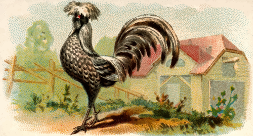 Illustration de la couleur d’une poule