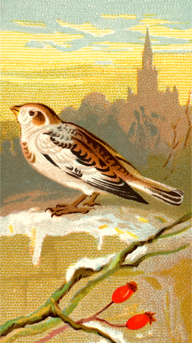 Snow Bunting