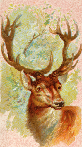 Stag image