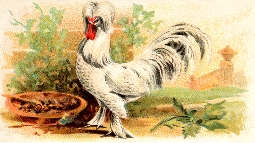 Sultan Fowl (en)