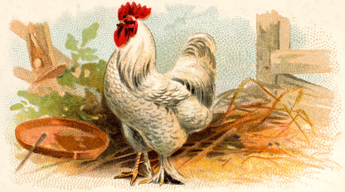 Illustration de couleur de blanc de poulet