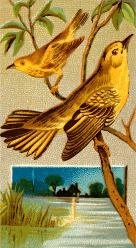 Kayu warbler
