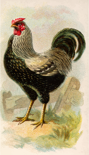 Wyandotte Huhn