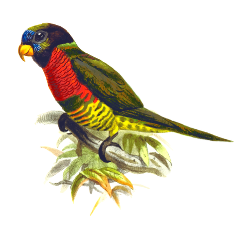 Nucă de cocos lorikeet