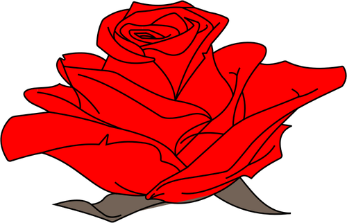 Colored Rose