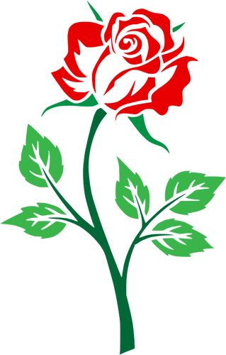 Värillinen ruusu