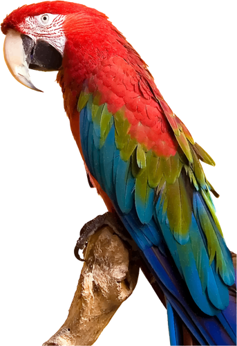 Colorful Macaw