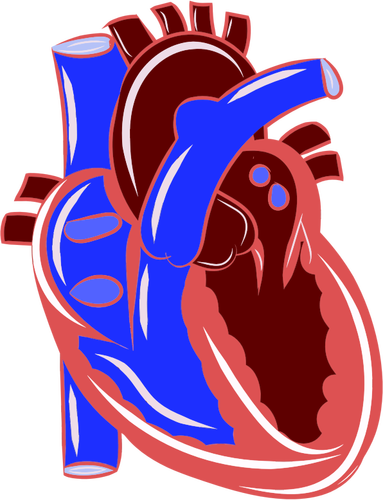 Realistische hart illustratie