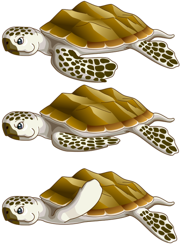 Sea turtles