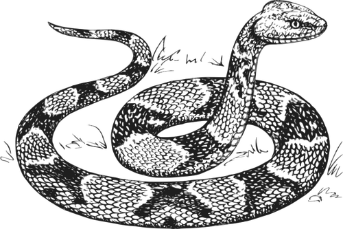 铜斑蛇矢量图像