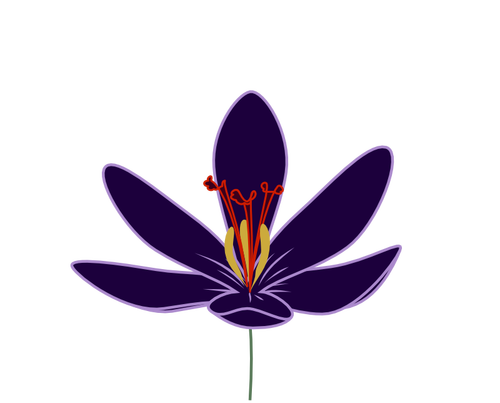 Imagen vectorial de flor de azafrán