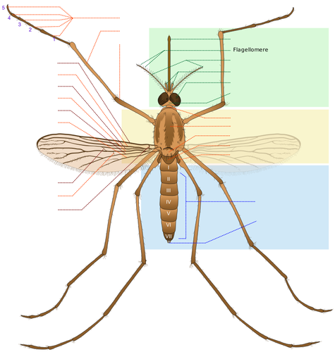 Pièces de moustique