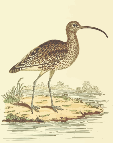 Curlew में एक savannah वेक्टर चित्रण