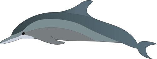 Dolphin