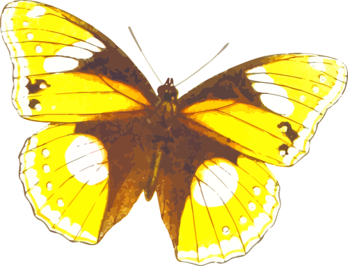 Papillon jaune