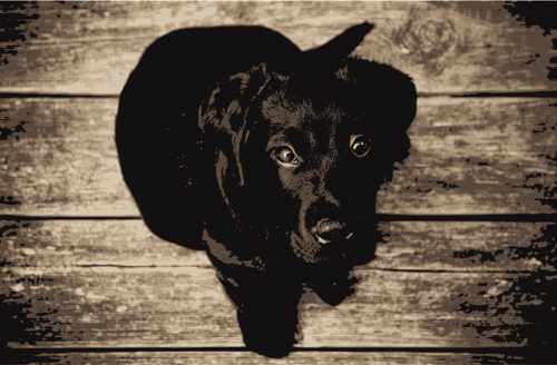 Labrador Retriever-Vektor-ClipArt