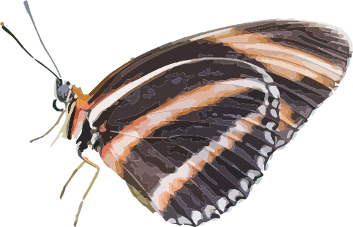Nakreslený obrázek motýl