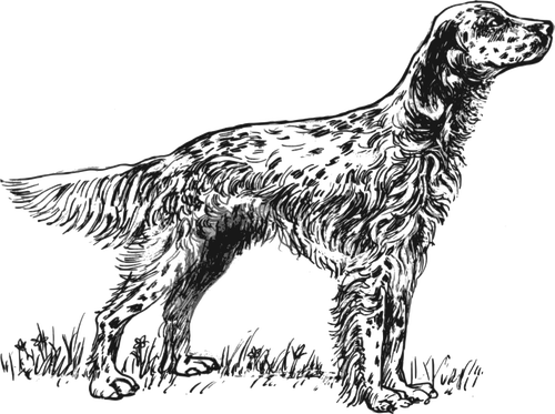 English Setter vector illustration