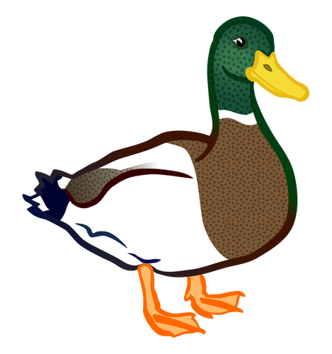 Male duck