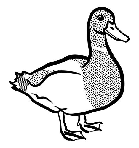 Black and white duck