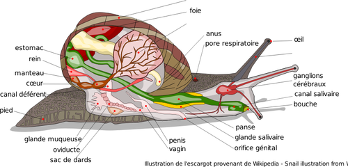 关系图的蜗牛身体的矢量图像