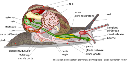 Vector afbeelding van diagram van slak lichaam