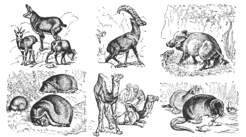 Евро-Азиатская животных векторные картинки