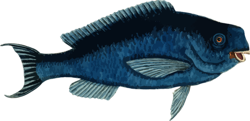 Blue parrotfish